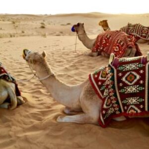 Camels